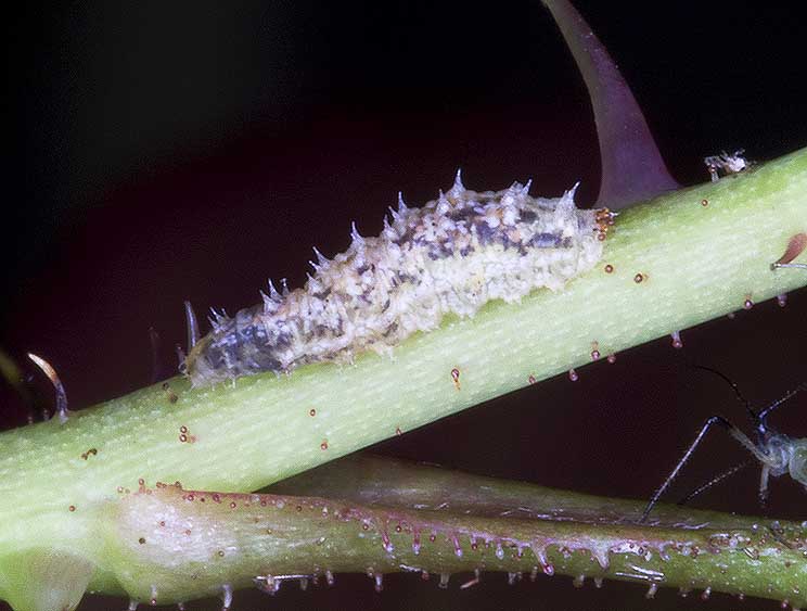 Larva di coccinella ? no, di sirfide